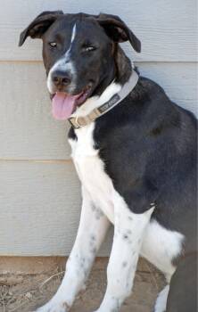 Rescue Labrador Retriever Dogs for Adoption in Madisonville, Texas - Silver Girl | PetCurious