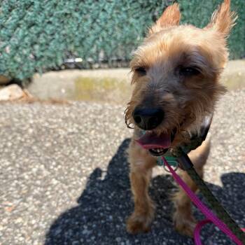 Portobello -  Silky Terrier Dog for Adoption in Brookhaven, New York - Portobello | PetCurious