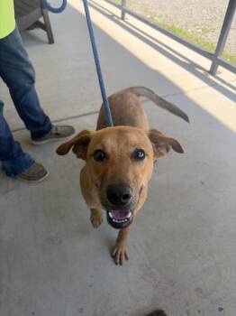 Biscuit -  Labrador Retriever and Mixed Breed Dog for Adoption in Lawrenceburg, Tennessee - Biscuit | PetCurious