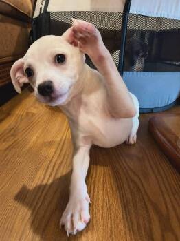 Tiffany Pup -Lima -  Jack Russell Terrier and Chihuahua Dog Available for Adoption in Pompano Beach, Florida - Tiffany Pup -Lima | PetCurious