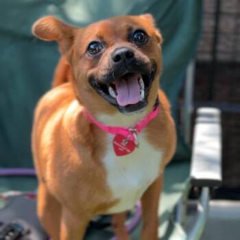 Hazel -  Chihuahua and Mixed Breed Dog for Adoption in Saint Charles, Missouri - Hazel | PetCurious