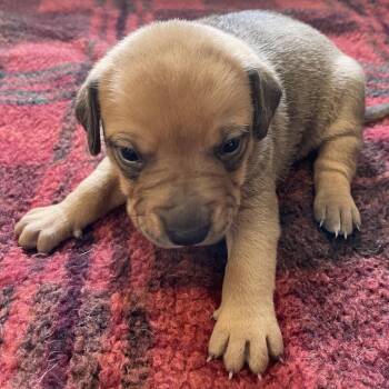 Black Mouth Cur and Beagle Dogs Available for Adoption in Metamora, Michigan - Squirt | PetCurious