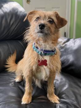 Terrier Dogs Available for Adoption in Hazlet, New Jersey - Melissa | PetCurious