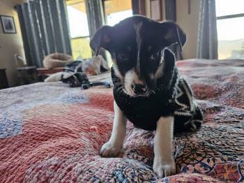 Border Collie and Australian Cattle Dog Blue Heeler Dogs Available for Adoption - Jericho | PetCurious