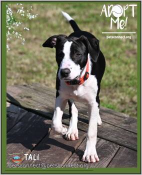 Tali -  Black Labrador Retriever and Hound Dog for Adoption in South Bend, Indiana - Tali | PetCurious