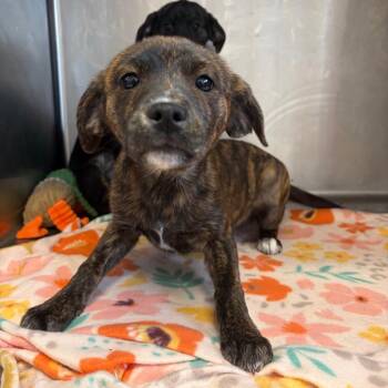 Mixed Breed Dogs Available for Adoption - Jae 22086 | PetCurious