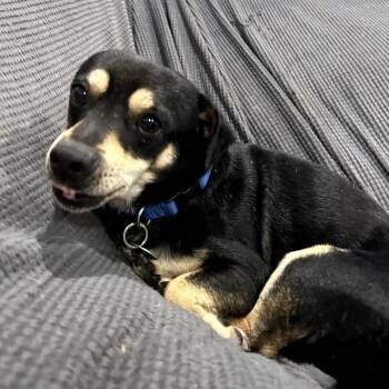 Dusty -  Chihuahua and Mixed Breed Dog for Adoption in Abbotsford, British Columbia - Dusty | PetCurious