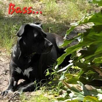 Bass -  Labrador Retriever and Pit Bull Terrier Dog for Adoption in Tampa, Florida - Bass | PetCurious