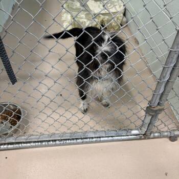 Baymax -  Terrier Dog for Adoption in Philadelphia, Pennsylvania - Baymax | PetCurious