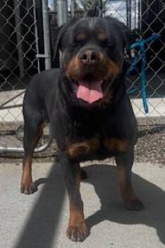 Rottweiler Dogs Available for Adoption in Elko, Nevada - Gena/55879403 | PetCurious