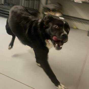 Wiggles -  Border Collie Dog for Adoption in Torrey, Utah - Wiggles | PetCurious