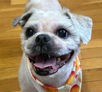 Rescue Shih Tzu Dogs for Adoption in Cumming, Georgia - Fender | PetCurious