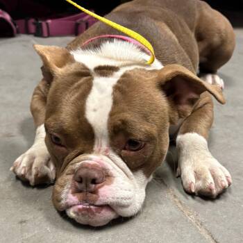 Melinda -  English Bulldog Dog for Adoption in Yuma, Arizona - Melinda | PetCurious