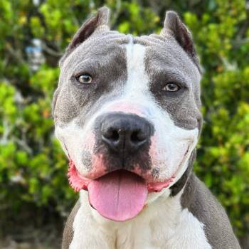 Rescue American Staffordshire Terrier Dogs for Adoption in Lake Panasoffkee, Florida - Dior | PetCurious