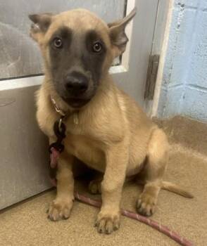 Fia -  Mixed Breed Dog for Adoption in Chamblee, Georgia - Fia | PetCurious