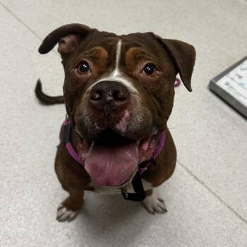 Mixed Breed Dogs Available for Adoption in Murray, Utah - Mater | PetCurious