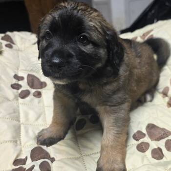 Muffin -  Mixed Breed Dog for Adoption - Muffin | PetCurious