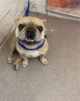 FLOWER -  French Bulldog Dog for Adoption in San Bernardino, California - FLOWER | PetCurious