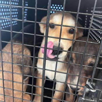 Lewis -  Cattle Dog and Shepherd Dog for Adoption in Kingman, Arizona - Lewis | PetCurious