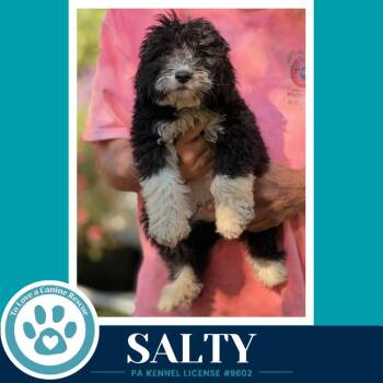 Salty (Seashore Squad) 101726 -  Poodle Dog for Adoption in Kimberton, Pennsylvania - Salty (Seashore Squad) 101726 | PetCurious