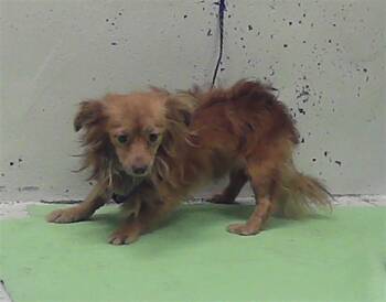 COCONUT -  Chihuahua and Mixed Breed Dog for Adoption in Houston, Texas - COCONUT | PetCurious