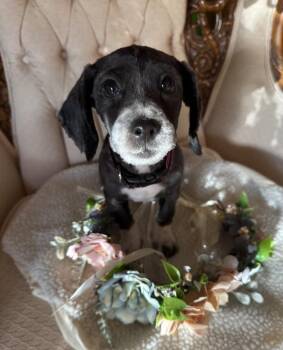 Arlene -  Cocker Spaniel Dog for Adoption in Mundelein, Illinois - Arlene | PetCurious