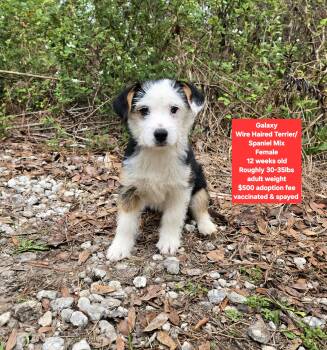 Wirehaired Terrier and Spaniel Dogs Available for Adoption - Galaxy  | PetCurious