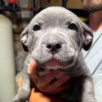 Allie -  Mixed Breed Dog for Adoption in Dekalb, Illinois - Allie | PetCurious
