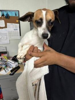Mungo -  Chihuahua Dog for Adoption in Tulare, California - Mungo | PetCurious