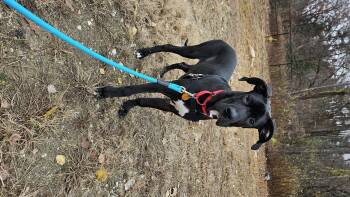 Rescue Great Dane Dogs for Adoption in Salem, New Hampshire - Douglas | PetCurious