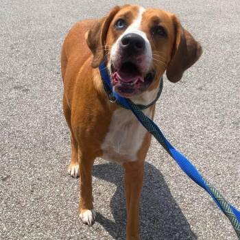 Bertha Stray Hold 7/27 -  Mixed Breed Dog for Adoption in Huntington, West Virginia - Bertha Stray Hold 7/27 | PetCurious