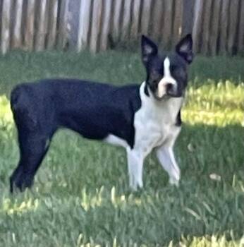 Rescue Boston Terrier Dogs for Adoption in Omaha, Nebraska - Dyna | PetCurious