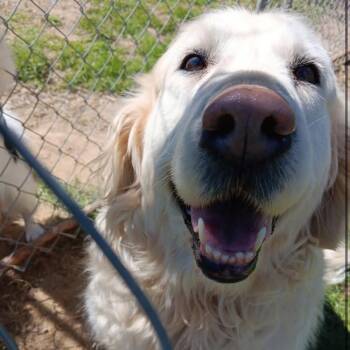 Golden Retriever Dogs Available for Adoption in Louisville, Kentucky - Coco Smith #7346 | PetCurious