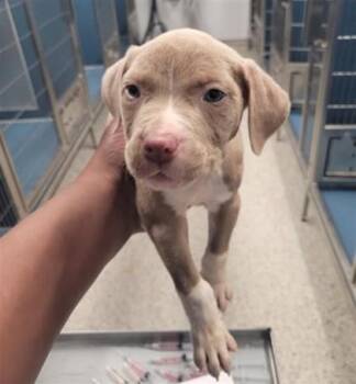 Zipper -  Pit Bull Terrier and Mixed Breed Dog for Adoption in Westland, Michigan - Zipper | PetCurious