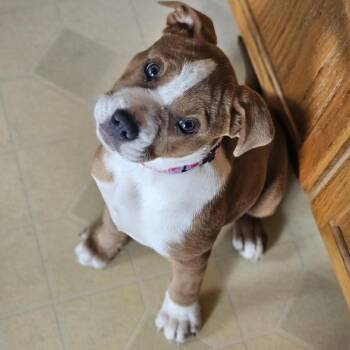 Mixed Breed Dogs Available for Adoption in Shelburne, Vermont - Lisa | PetCurious