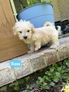 Friends group Ross -  Miniature Poodle and Shih Tzu Dog for Adoption in Semmes, Alabama - Friends Group Ross | PetCurious