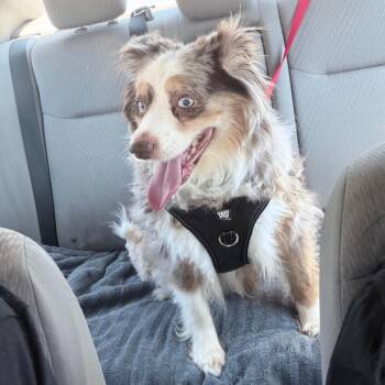Rocky -  Australian Shepherd Dog for Adoption in Chicago, Illinois - Rocky | PetCurious