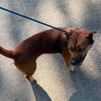 Niska -  Mixed Breed Dog for Adoption in Huntington, West Virginia - Niska | PetCurious