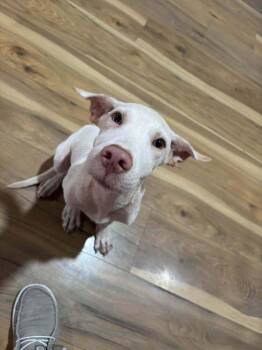 Yancy -  Mixed Breed Dog for Adoption in Scott, Louisiana - Yancy | PetCurious