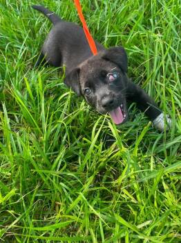 Finn -  Rat Terrier Dog for Adoption in Winnie, Texas - Finn | PetCurious