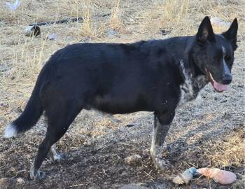 Mookie -  Cattle Dog Dog for Adoption in Coarsegold, California - Mookie | PetCurious
