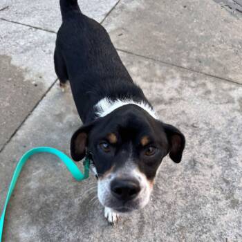 Rescue Mixed Breed Dogs for Adoption in Savannah, Georgia - Marlowe Rufus | PetCurious