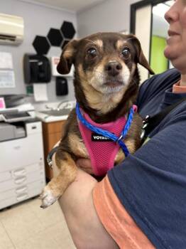 Chihuahua and Mixed Breed Dogs Available for Adoption in Kent, Washington - COCOA | PetCurious