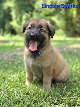 Lincoln Sparks -  Retriever and Shepherd Dog for Adoption in Milton, Georgia - Lincoln Sparks | PetCurious