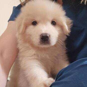 Shadow -  Great Pyrenees Dog for Adoption in Spring Hill, Tennessee - Shadow | PetCurious