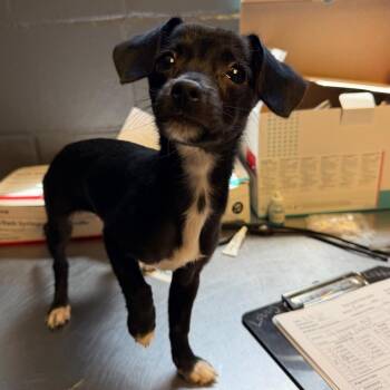 Chihuahua Dogs Available for Adoption in Tuscaloosa, Alabama - TUSC-Stray-84251 | PetCurious
