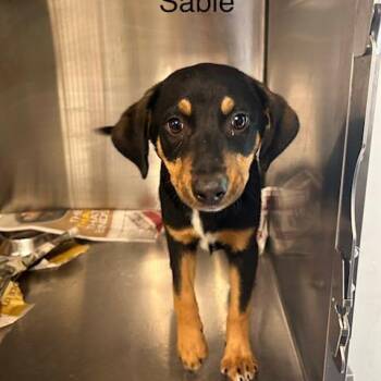 Cattle Dog and Mixed Breed Dogs Available for Adoption in Knoxville, Tennessee - Sable | PetCurious