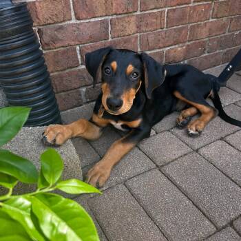 Stetson -  Hound Dog for Adoption in La Grange, Kentucky - Stetson | PetCurious