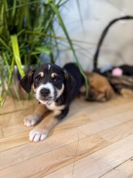 Labrador Retriever and German Shepherd Dog Dogs Available for Adoption - Otis Best Boy | PetCurious