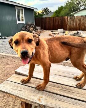 Junco -  Shepherd Dog for Adoption in Carson City, Nevada - Junco | PetCurious